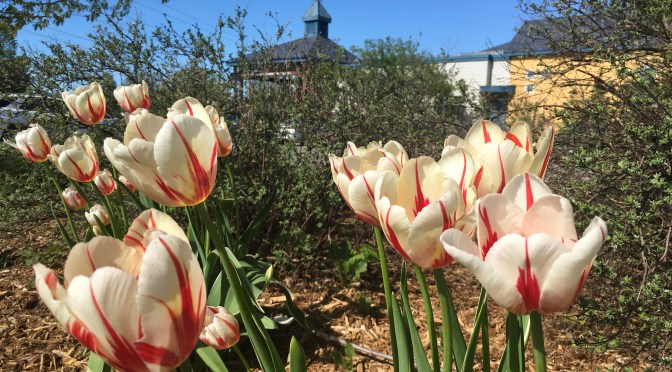 Les tulipes Canada 150