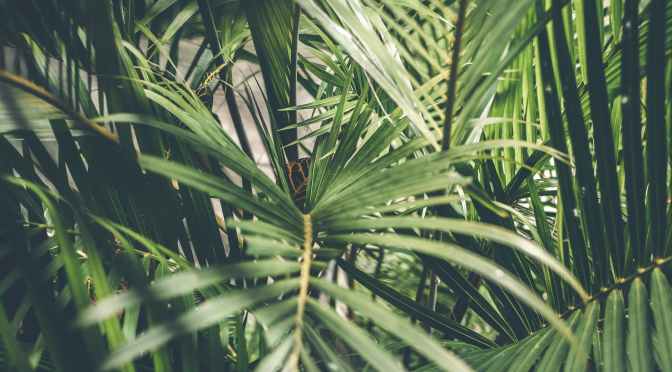 Messe du dimanche des Rameaux